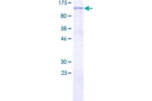 PIK3R6 Protein (AA 1-754) (GST tag)