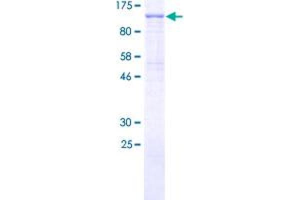 PIK3R6 Protein (AA 1-754) (GST tag)