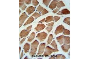 Immunohistochemistry (IHC) image for anti-Carbonic Anhydrase VB, Mitochondrial (CA5B) antibody (ABIN3003127) (CA5B antibody)