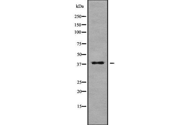MARCH9 antibody  (N-Term)