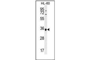 Western blot analysis of ECAT1 Antibody (N-term) in HL-60 cell line lysates (35ug/lane). (ECAT1 antibody  (N-Term))