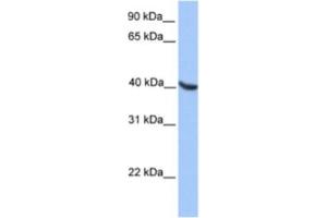 Western Blotting (WB) image for anti-Oligodendrocyte Lineage Transcription Factor 2 (OLIG2) antibody (ABIN2460558) (OLIG2 antibody)