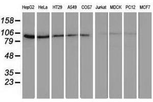 Image no. 4 for anti-Striatin Interacting Protein 1 (STRIP1) antibody (ABIN1498205) (STRIP1 antibody)