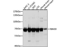 Western blot analysis of extracts of various cell lines, using RBM39 antibody (ABIN7270085) at 1:1000 dilution. (RBM39 antibody  (C-Term))