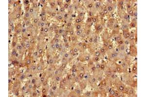 Immunohistochemistry of paraffin-embedded human liver tissue using ABIN7161655 at dilution of 1:100