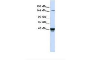 Image no. 1 for anti-Immunoglobulin Superfamily, Member 9 (IGSF9) (AA 74-123) antibody (ABIN6739256) (IGSF9 antibody  (AA 74-123))