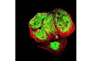 Immunofluorescence analysis of Hela cells using EHMT2 mouse mAb (green). (EHMT2 antibody  (AA 317-471))