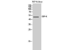 Western Blotting (WB) image for anti-Growth Differentiation Factor 6 (GDF6) (Internal Region) antibody (ABIN3178999) (GDF6 antibody  (Internal Region))