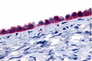 Immunohistochemical staining of Ovary (Epithelium) using anti- GPR133 antibody ABIN122481 (G Protein-Coupled Receptor 133 antibody)