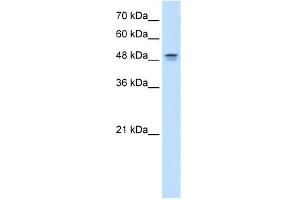 DHODH antibody used at 0. (DHODH antibody  (N-Term))