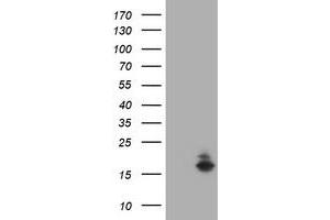 Image no. 1 for anti-Ataxin 7-Like 1 (ATXN7L1) antibody (ABIN1496782) (ATXN7L1 antibody)