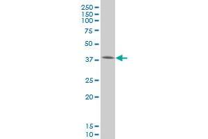 SMAD3 monoclonal antibody (M20), clone 4F9 Western Blot analysis of SMAD3 expression in HeLa . (SMAD3 antibody  (AA 147-270))