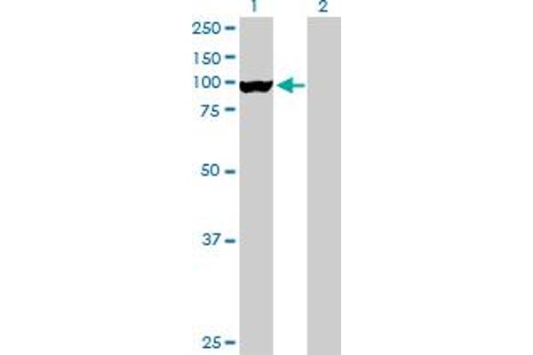 GLE1 antibody  (AA 1-698)