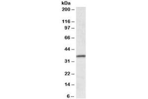 Western blot testing of human colon lysate with HOXA4 antibody at 0. (HOXA4 antibody)