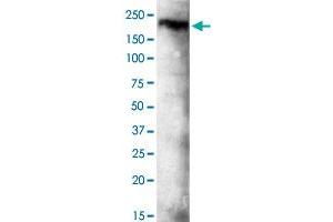 Western blot analysis of KDM3B monoclonal antibody  at 1 : 500 dilution. (KDM3B antibody  (C-Term))