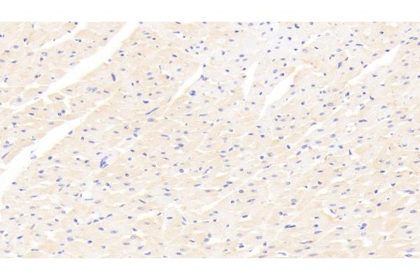 CIDEC antibody  (AA 1-221)
