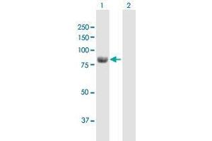 Western Blot analysis of ALDH18A1 expression in transfected 293T cell line by ALDH18A1 MaxPab polyclonal antibody. (P5CS antibody  (AA 1-795))