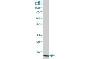 TCL1A MaxPab polyclonal antibody. (TCL1A antibody  (AA 1-114))