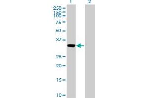 Western Blot analysis of ANXA3 expression in transfected 293T cell line by ANXA3 MaxPab polyclonal antibody. (Annexin A3 antibody  (AA 1-323))