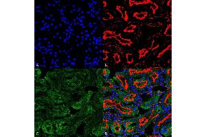 Immunohistochemistry analysis using Mouse Anti-Sulfotyrosine Monoclonal Antibody, Clone 7C5 (ABIN5067500). (Sulfotyrosine antibody  (HRP))