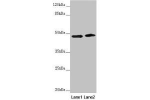 Western blot All lanes: RNF135 antibody at 3. (RNF135 antibody  (AA 339-432))