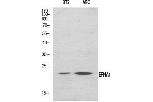 Western Blotting (WB) image for anti-Ephrin A1 (EFNA1) (Internal Region) antibody (ABIN5956515)