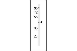 Western blot analysis of GPSN2 Antibody (C-term) (ABIN653745 and ABIN2843047) in  cell line lysates (35 μg/lane). (TECR antibody  (C-Term))