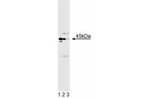 Western blot analysis of Casein Kinase alpha/alpha' on rat cerebellum lysate. (Casein Kinase II alpha /alpha (AA 1-123) antibody)