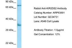 Western Blotting (WB) image for anti-Killer Cell Immunoglobulin-Like Receptor 2DS2 (KIR2DS2) (N-Term) antibody (ABIN2789655) (KIR2DS2 antibody  (N-Term))