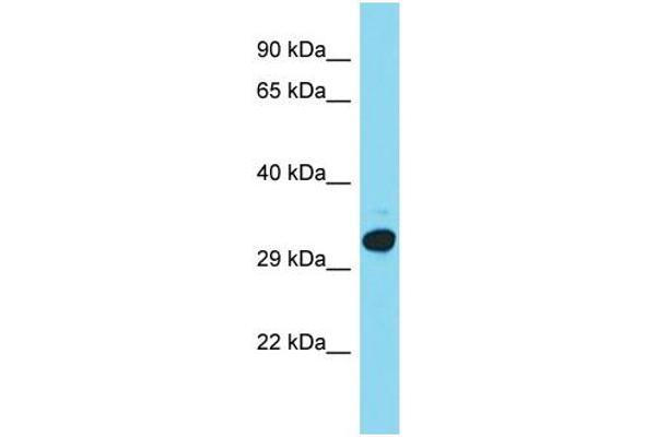 KNSTRN antibody  (Middle Region)