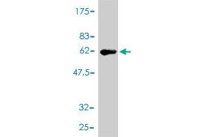 Western Blotting (WB) image for anti-CD27 Molecule (CD27) (AA 1-260) antibody (ABIN560236)