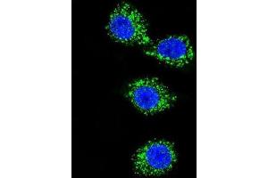 Immunofluorescence (IF) image for anti-Membrane Protein, Palmitoylated 3 (MAGUK P55 Subfamily Member 3) (MPP3) antibody (ABIN2997119)