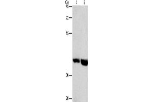Western Blotting (WB) image for anti-G Protein-Coupled Receptor 182 (GPR182) antibody (ABIN2432683) (G Protein-Coupled Receptor 182 antibody)