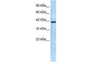 CHRFAM7A antibody used at 0. (CHRFAM7A antibody  (N-Term))