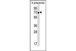Western blot analysis of GNE / GLCNE Antibody (N-term) in human placenta tissue lysates (35ug/lane). (GNE antibody  (N-Term))