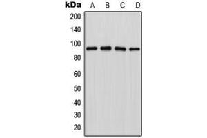 Western blot analysis of LZTR1 expression in Jurkat (A), MCF7 (B), NIH3T3 (C), PC12 (D) whole cell lysates. (LZTR1 antibody  (Center))
