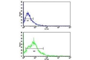 Flow cytometric analysis of HL-60 cells using BACE2 antibody (bottom histogram) compared to a negative control (top histogram). (BACE2 antibody  (AA 336-365))