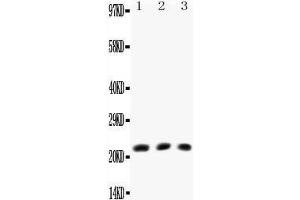 Western Blotting (WB) image for anti-Lymphotoxin-alpha (LTA) (AA 73-88), (Middle Region) antibody (ABIN3042614)