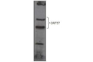 KSHV ORF 57 Antibody (ABIN1540010 and ABIN2837834) western blot analysis Over-expressed GFP-tagged ORF57 in HEK293T cell line. (KSHV ORF57 (AA 33-60) antibody)