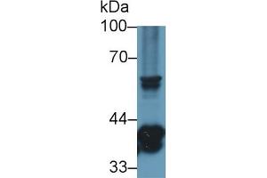 Detection of TMEM173 in Mouse Thymus lysate using Polyclonal Antibody to Transmembrane Protein 173 (TMEM173) (STING/TMEM173 antibody  (AA 159-373))