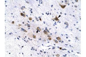 KCNH6 antibody was used for immunohistochemistry at a concentration of 4-8 ug/ml to stain Neural cells (arrows) in Human Brain. (KCNH6 antibody)