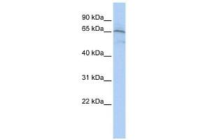Western Blot showing AIFM1 antibody used at a concentration of 1-2 ug/ml to detect its target protein. (AIF antibody  (Middle Region))
