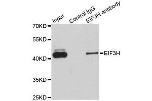 Immunoprecipitation analysis of 200ug extracts of Jurkat cells using 1ug EIF3H antibody. (EIF3H antibody  (AA 80-340))