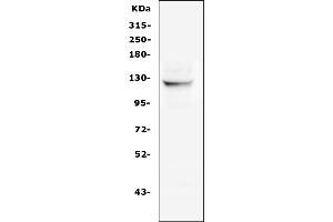 anti-NLR Family, Pyrin Domain Containing 2 (NLRP2) (AA 9-190) antibody