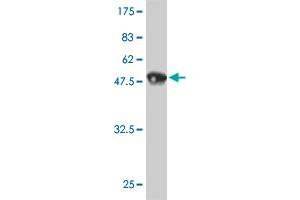 Western Blot detection against Immunogen (47. (HMGB2 antibody  (AA 1-195))