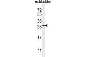 TIFAB Antibody (Center) western blot analysis in mouse bladder tissue lysates (35 µg/lane). (TIFAB antibody  (Middle Region))