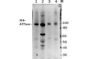 5 µg of total protein from (1) Zea mays lwhole cell, extracted with Protein Extration Buffer, PEB, (2) Hordeum vulgare leaf extracted with PEB, (3) Spinacia oleracea total cell extracted with PEB, (4) Arabidopsis thaliana  were separated on  4-12% NuPage (Invitrogen) LDS-PAGE and blotted 1h to PVDF.