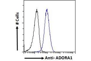 ABIN238564 Flow cytometric analysis of paraformaldehyde fixed HeLa cells (blue line), permeabilized with 0. (ADORA1 antibody  (C-Term))