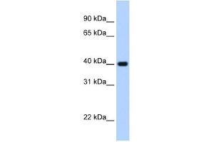 WB Suggested Anti-ZNF187 Antibody Titration:  2. (ZNF187 antibody  (C-Term))