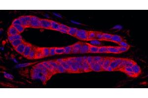 Immunofluorescence (IF) image for anti-SFRS Protein Kinase 2 (SRPK2) (AA 425-475) antibody (ABIN7449028) (SRPK2 antibody  (AA 425-475))